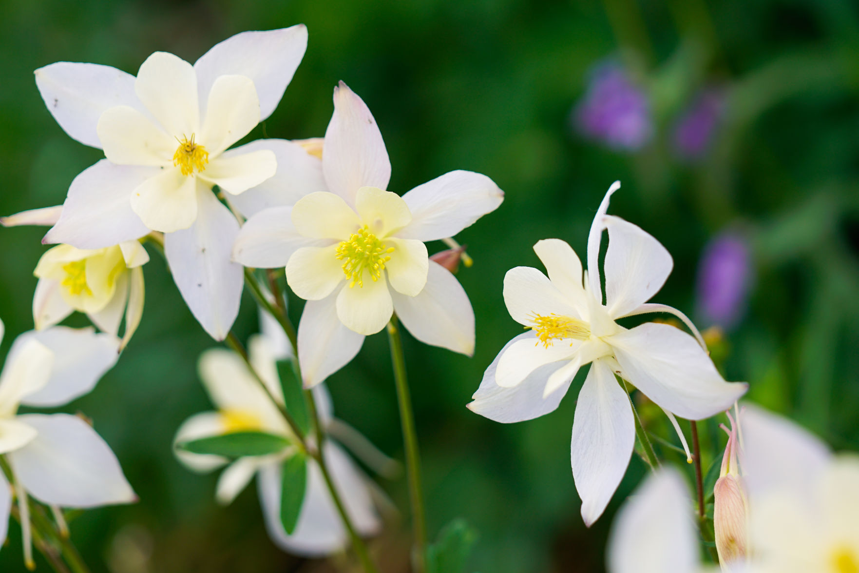 Colorado columbine